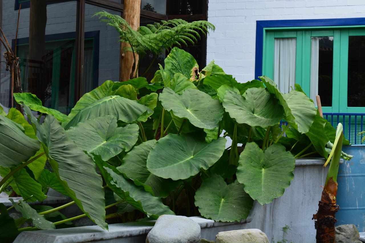 Termales El Otono Hotel Manizales Bagian luar foto Xanthosoma sagittifolium