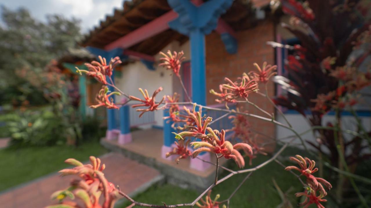 Termales El Otono Hotel Manizales Bagian luar foto An example of a kangaroo paw